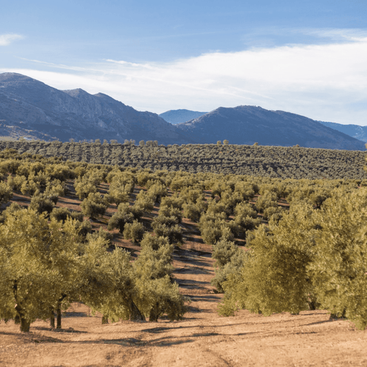 Almazara Real: Picual-AOVE Botella 100ml comunión-boda personalizada 100ml