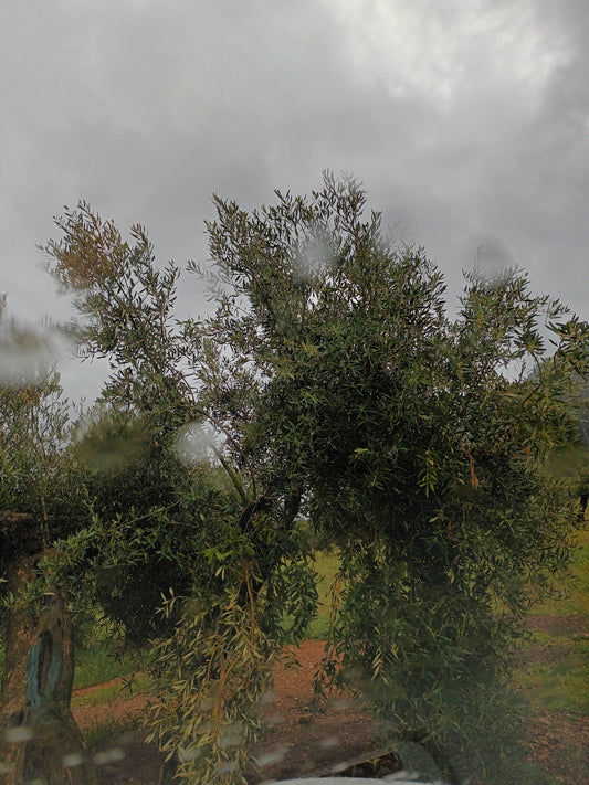 ¿Del hueso al oro líquido?: el Aceite de Oliva Virgen Extra de Jaén que nace en Almazara Real