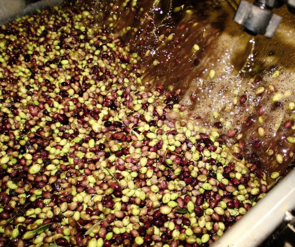 Aceitunas para extraer autentico zumo de aceituna Almazara Real