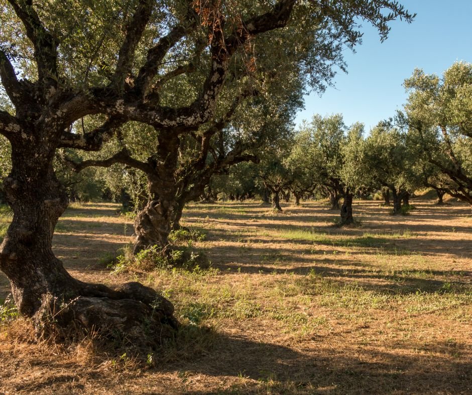 Olivo de aceituna de cornezuelo