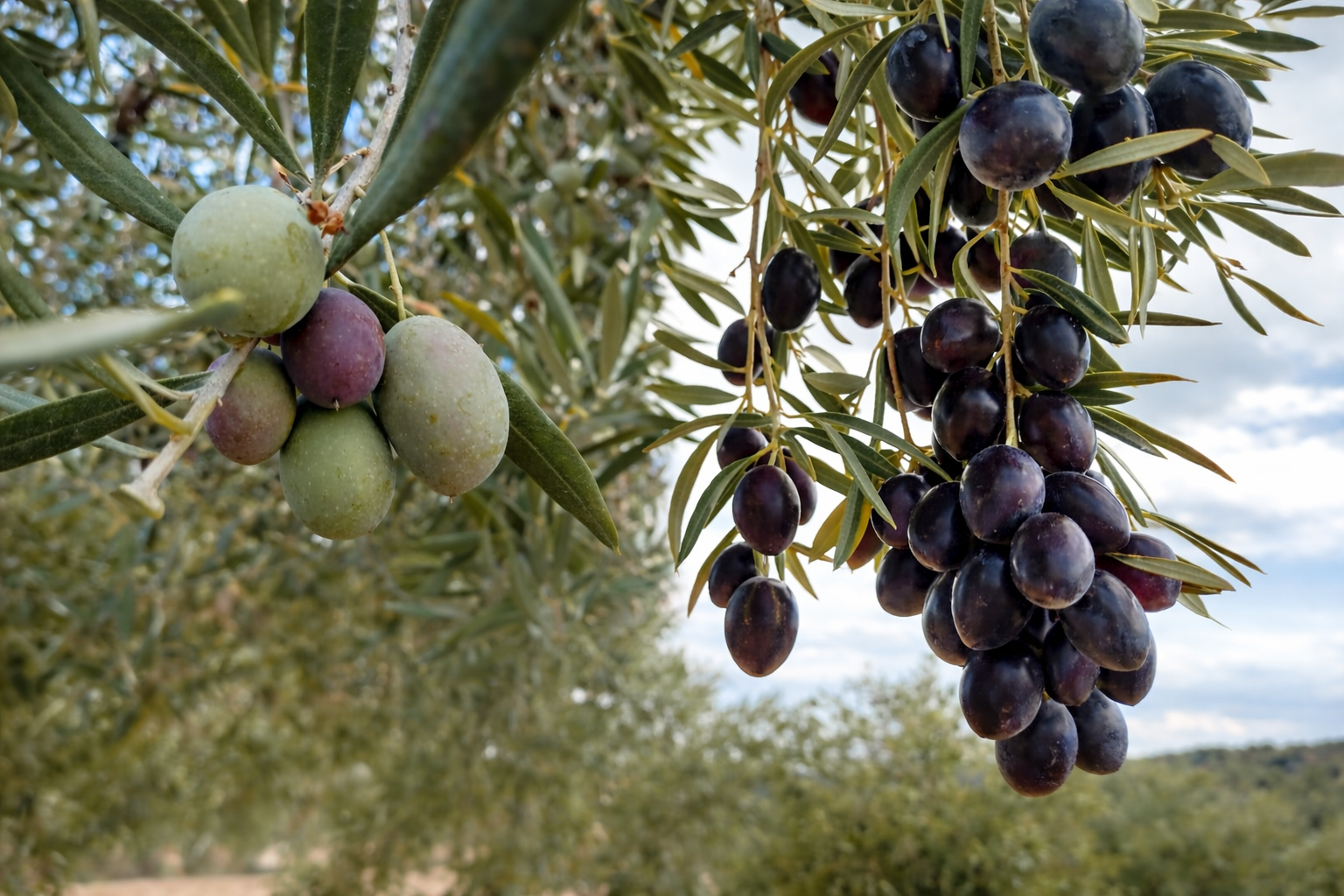 Aceite de Oliva Virgen Extra: el secreto está en la maduración de la aceituna