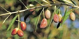 aceitunas cornezuelos