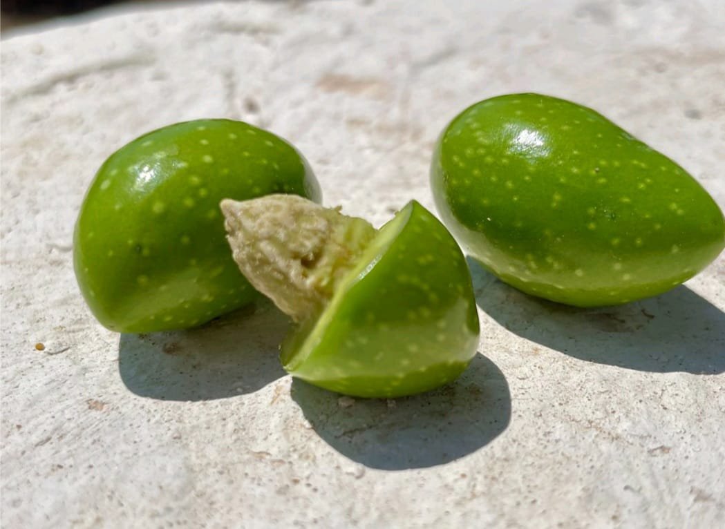 Aceitunas verdes cortadas en fase de envero mostrando el hueso tierno para producir aceite de oliva temprano de cosecha propia