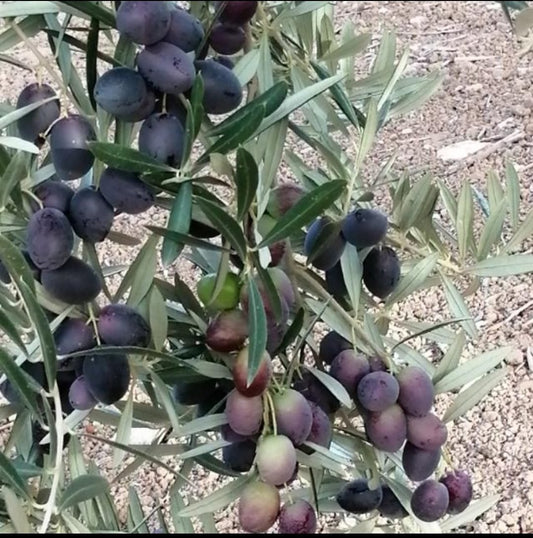 el aceite picual no pica