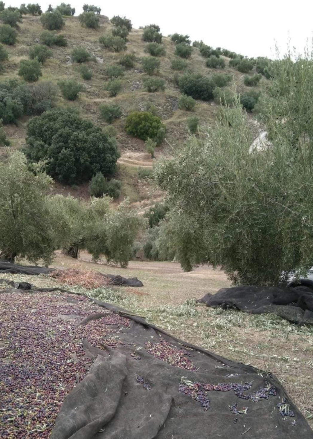 La poda de los olivos: ¿cómo podamos nuestros olivos?
